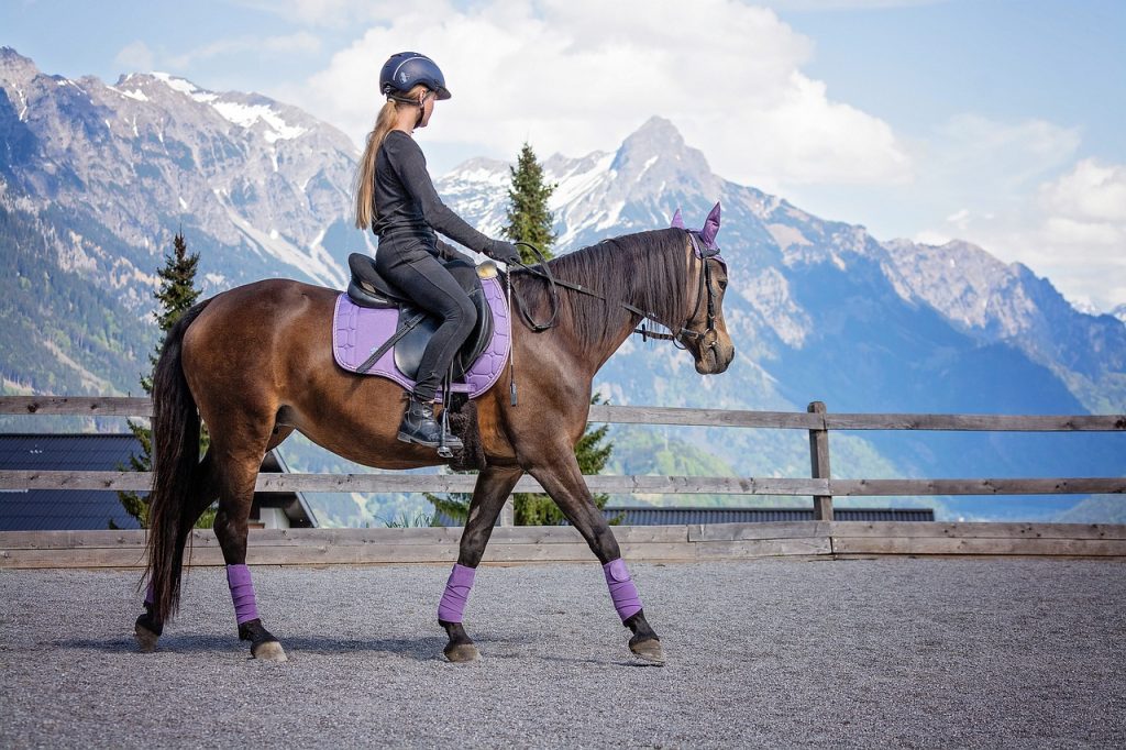 gymnastique pour cheval